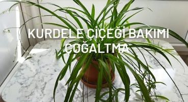 Kurdele çiçeği genel bakımı🌱🌿çoğaltma🌱🌿#kurdele#cicekler #cicek #çiçek #çiçeklerim #çiçekler #bitki Bakım