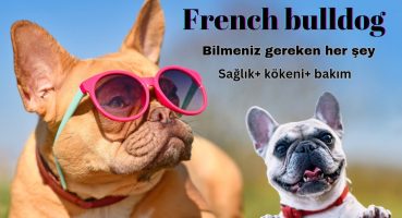 FRENCH BULLDOG 🐕😍🐕 Fransız köpekleri hakkında bilmeniz gereken her şey #frenchbulldog #bulldog