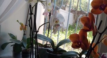 ORKİDE BAKIMI VE ORKİDELERİM İN GİNCEL HALLERİ #orkidebakımı #orchids Bakım