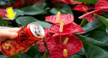 1 Can of Coca-Cola Makes The Entire Anthurium Garden Bloom Miraculously Bakım