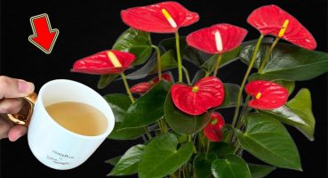 Pour 1 Cup Into The Root! Anthurium Blooms Easily Bakım