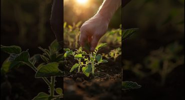 Domates Budama, Koltuk Alma, Uç Alma  #garden #tomato Bakım