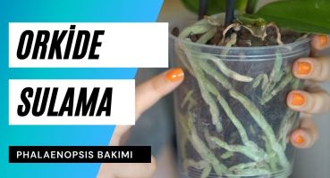 Orkide nasıl sulanır? | Orkide sulama ve orkide bakımı püf noktaları Bakım