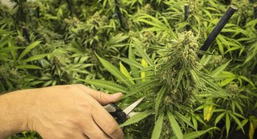 Cannabis Bitkiler’de Yaprak Temizligi Bakım