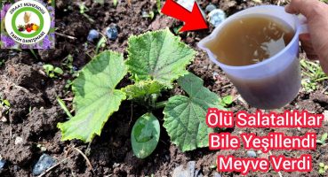 Ölü Salatalıklar Bile Yeşillendi Meyve Verdi Hasta Olmadan🥒 En Organk Gübre Şerbeti Domatesler Coştu Bakım