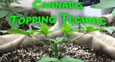 Cannabis Topping Nasıl Yapılır A’dan Z’ye INDOOR Anlatım 3-Egitim Grow INDOOR Bakım