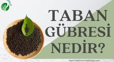 TABAN GÜBRESİ NEDİR? TABAN GÜBRESİ NASIL KULLANILIR? TABAN GÜBRESİ NE ZAMAN ATILIR? Bakım