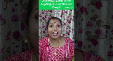 அதிர்ஷ்டத்தை வாரி வழங்கும்  Lucky Bamboo செடி!/ Benefits of Lucky Bamboo plant/Part 1/SevenCube 777 Bakım