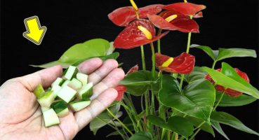 Put 1 Piece In The Root! The Weakest Anthurium Blooms Immediately Bakım