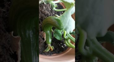 Salatalığın üstünden yaprak nasıl çıkar? How to remove leaves from cucumbers?