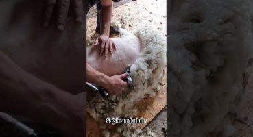 Nezih Şaftlı Koyun Kırkma Makinesi İle Koyun Kırkımı Nasıl Yapılır?