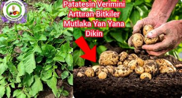 Üzüm Gibi Patates Hasat Etmek İçin Patatesin Yanına Mutlaka Bunları Dikin🥔Patatesin Kardeş Bitkileri Bakım