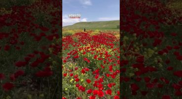Silopi Yolunda Çiçek Tarlası 😍 #shortsvideo #travel #hakkari #mountains #cover #doğa #nature #gezi Fragman İzle