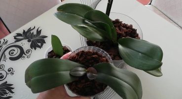 Yapraktan Orkide ve Çiçekli Orkide Bakımı İçin Uygulanması Gereken Özel Kür Bakım
