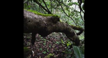 Orman İçlerinde Zorlu Yürüyüş👣🌲#short #walkaround Fragman İzle