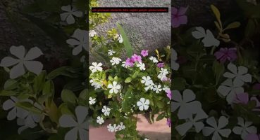 pervane (rozet) çiçeğinin bakımı #bitki #plants #keşfet #budama #shorts #viral #flowers #gardening Bakım