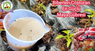 Biberleri Coşturan En Güçlü Maya Gübresi🌶Küçük Biber Domates Salatalık Daha Hızlı Büyür Meyve Verir Bakım