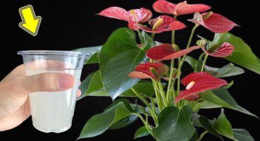 I Poured 1 Cup! Suddenly, The Anthurium Bloomed Out Of Control Bakım