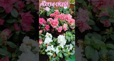 Açelya Çiçeği Bakımı // (Azalea)🌱 #bitkibakımı #çiçekbakımı #mevsimlikçiçekbakımı #açelya Bakım