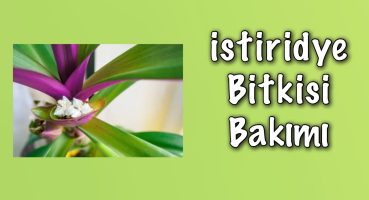 İstiridye Yani Tradescantia Spathacea Bitkisi Bakımı 🪴 Bakım