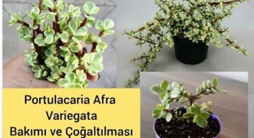 AFRA Bitkisi,yeşim çiçeği Alacalı fil azığı (Portulacaria Afra Variegata) Bakımı ve Çoğaltılması Bakım