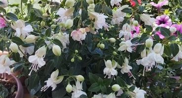 📣 KÜPE(Küpeli) ÇİÇEĞİ BAKIMI ÇOĞALTMASI TÜM PÜF NOKTALARIYLA 💯#vlog#flowers#plants#keşfet#garden Bakım