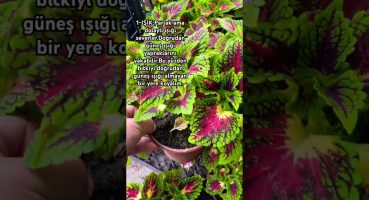 İlk Videomuz Yaprak Güzeli Bakımı Nasıl Yapılır. Devamı Part2 de Destek Olmayı Unutma #shorts #bitki Bakım