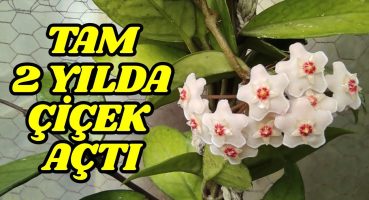 Mum Çiçeği “Hoya” Nasıl Bakılır Nasıl Üretilir Bakım