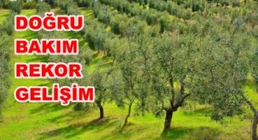 Zeytin Bakım Takvimi. Zeytin Bahçelerine Bir Yıllık Gübreleme ve İlaçlama Programı. Bakım