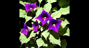 Ipomoea argentaurata Bakım