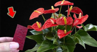 Put 1 Piece In The Root! Anthurium Blooms Thousands Of Beautiful Flowers! Bakım