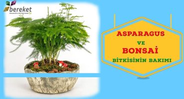 @BereketTV Bahçıvanın Elinden – Asparagus Ve Bonzai Bitkisinin Bakımı Bakım