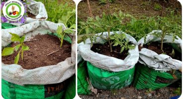 Bahçen Yoksa Çuvalda Domates Biber Salatalık Yetiştir Daha Hızlı Büyür Ve Erken Çiçek Açar Meyve Ver Bakım