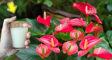 1 Cup Every Week! Anthurium Blooms For 1 Year Without Fading Bakım