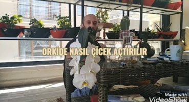 Orkide nasıl çiçek açtırılır Bakım