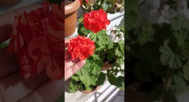 Sardunya Çiçeği Coşturan Bol Bol Çiçek Açtıran Yöntem Bakım
