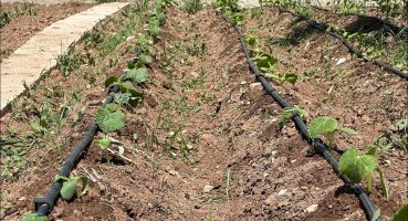 Domates ve Salatalık Fidesi Dikimi – Bahçeye Yeni Aldığım Fideleri ektim Bakım