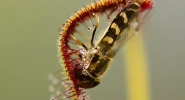 Etçil Bitki Hoverfly’ı yiyor Bakım