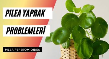 Pilea Bakımı | Pilea Yaprakları Ne Söylüyor? 🍃 Bakım