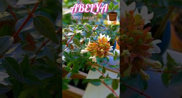 Abelya Çiçeği Bakımı // (Abelia grandiflora) 🌱 #bitkibakımı #çiçekbakımı #mevsimlikçiçekbakımı Bakım
