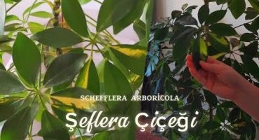 Şeflera (Scheflera) Çiçeği Bakımı, Çoğaltma: Saksı Değişimi, Sulama | Yetiştirme İpuçları Bakım