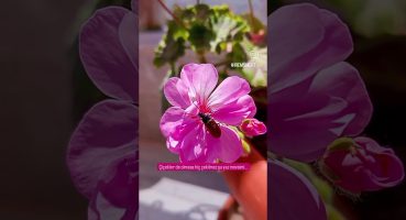 Çayın kalanını bu güzelliklere veriyorum#sardunya #çiçek  #bitkibakımı #çiçekcoşturan #garden #vlog Bakım