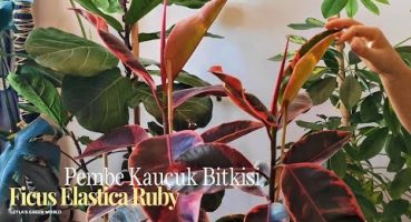 Kauçuk Bitkisi Bakım ve Çoğaltma Rehberi I Ficus Elastica Ruby Bakım İpuçları Bakım