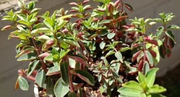 Peperomia bakım rehberi: saksı değişimi ve bakım tüyoları #succulentcare  #peperomia Bakım