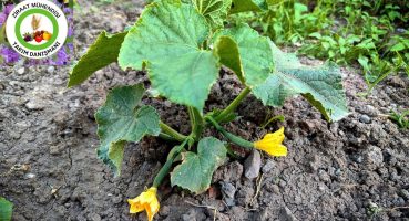 Salatalık Çiçeklerinin Hepsi Üzüm Gibi Meyve Verecek🥒Salatalık Yetiştirmenin Mesleki Sırları Nedir Bakım