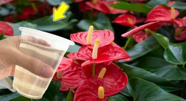 Just Use Once! Anthurium Blooms Continuously All Year Long Bakım
