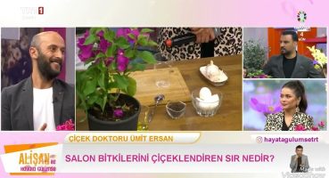 Güllerde böceklenme sorunu Bakım