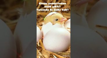Civciv yumurtadan nasıl çıkar?