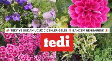 📢TEDİ’YE SUDAN UCUZ ÇİÇEKLER GELDİ‼️Çan çiçekleri,hüsnüyusuflar,hasekiler,çörekotları…#vlog#keşfet Bakım