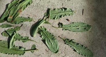 Çiçek Bitki Kurutan Bitlere Ebeveynlik Yapan Ateş Karıncası Fire Ants Parent Weevils That Dry Plants Bakım